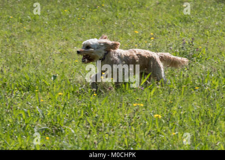 Lola the Cockapoo running in a Rivington buttercup field of yellow and green with mouth wide open and panting for breath Stock Photo
