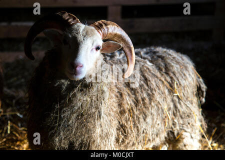 Dramatic shot of a sheep with horns inside a barn with hay in the background Stock Photo