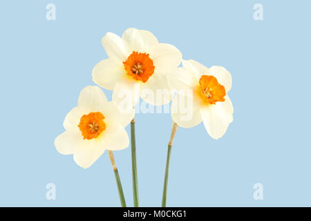 Bouquet of three daffodils isolated on light blue background Stock Photo