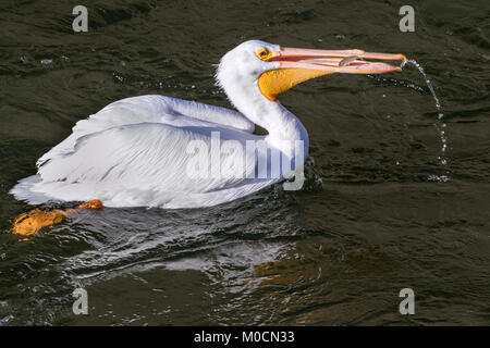 American white pelican (Pelecanus erythrorhynchos) swalllwing the caught fish, Saylorville lake, Iowa, USA. Stock Photo