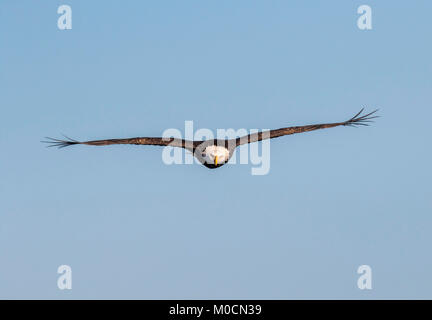 Bald eagle (Haliaeetus leucocephalus) flying toward the camera, with feather tips bristling on the wind, Iowa, USA Stock Photo