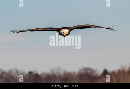 Bald eagle (Haliaeetus leucocephalus) flying over the forest toward the camera, with feather tips bristling on the wind, Iowa, USA Stock Photo