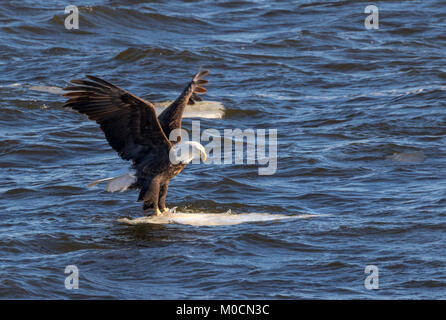 Bald eagle (Haliaeetus leucocephalus) landing on the drifting ice, Mississippi River, Iowa, USA Stock Photo