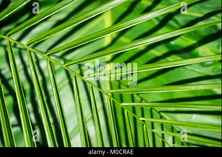 Tropical jungle background of bright green palm fronds casting shadows on banana palm leaves Stock Photo