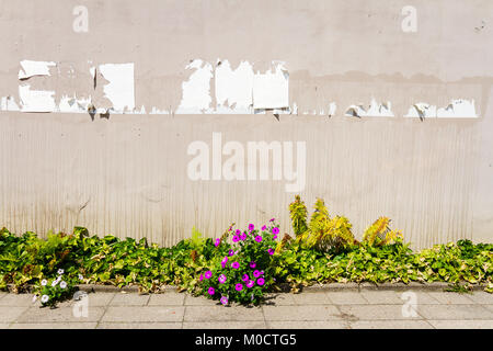 Aged weathered street with teared off posters, flowers and ferns Stock Photo