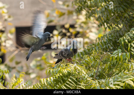 Pair rock dove or pigeon sitting while one of them flying Stock Photo