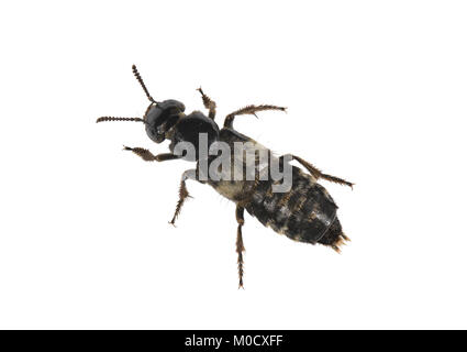 Hairy Rove Beetle - Creophilus maxillosus Stock Photo