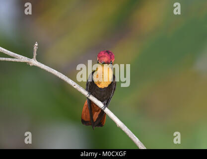 Ruby Topaz - Chrysolampis mosquitus Stock Photo