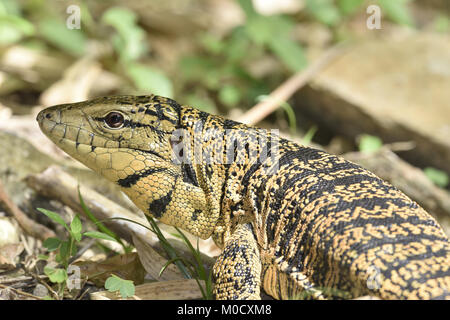 Trinidad Golden Tegu Lizard - Tupinambis (teguixin) cryptus Stock Photo