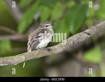 Fuscous Flycatcher - Cnemotriccus fuscatus Stock Photo