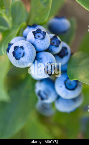 Pastel Blue Fresh Blue Berries Stock Photo