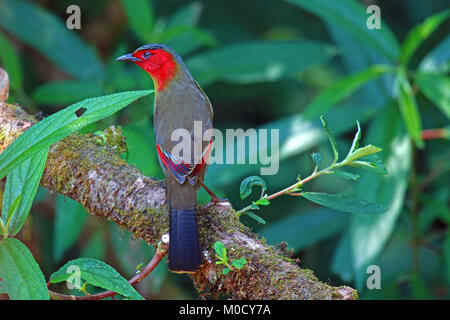 A Red-faced Liocichla (Liocichla phoenicea) perched on a small branch in the forest in Northern Thailand Stock Photo