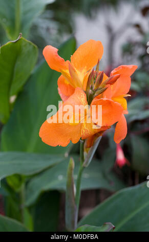 CANNA PRESSO 62ML AI main image 1
