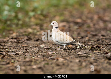 Collared dove (Streptopelia decaocto) on the ground in a woodland clearing Stock Photo