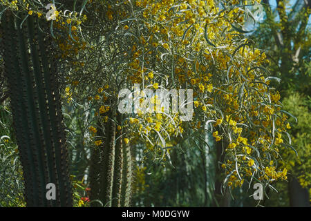 blooming cactus plants with yellow flowers Stock Photo