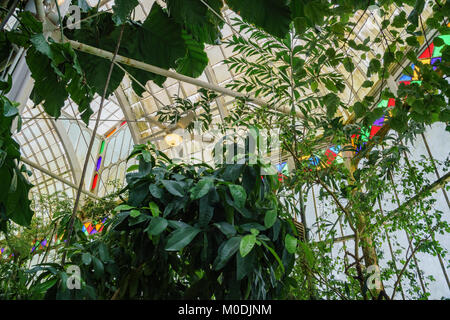 Beautiful plants inside the greenhouse of the Conservatory of Flowers, San Francisco, California Stock Photo