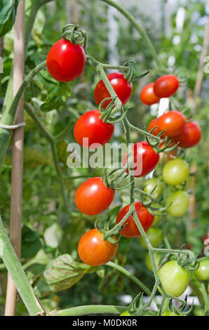 Truss of Santonio F1 hybrid plum tomatoes ripening on the vine in summer sunshine in domestic greenhouse, Cumbria, England UK Stock Photo