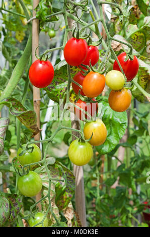 Truss of Santonio F1 hybrid plum tomatoes ripening on the vine in summer sunshine in domestic greenhouse, Cumbria, England UK Stock Photo
