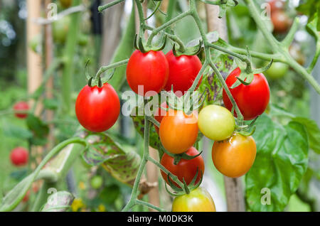 Truss of Santonio F1 hybrid plum tomatoes ripening on the vine in summer sunshine in domestic greenhouse, Cumbria, England UK