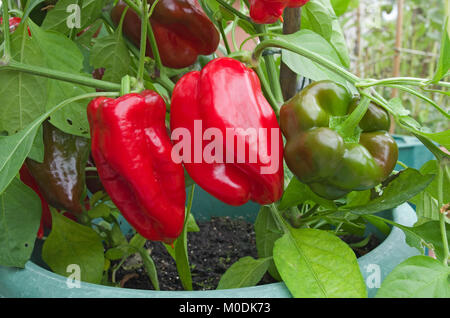 Sweet red bell peppers variety Redskin ripening in sunshine in pots in domestic greenhouse, Cumbria, England UK. Stock Photo