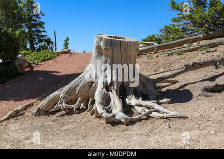 Aged Tree stump on Rainbow Point, Bristlecone Loop Trail, Bryce National Park, Kanab, UT Stock Photo