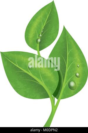 Three green leaves with drops of dew - branch. Realistic vector illustration. Stock Vector
