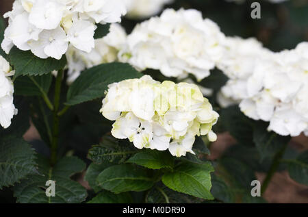Hydrangea 'Nymphe' flowers. Stock Photo