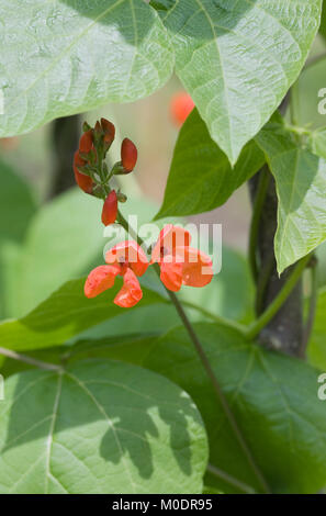 Phaseolus coccineus. Runner Bean ‘Red Rum’ flower. Stock Photo
