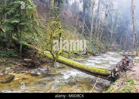 A fallen tree lying across a river in the woods during a foggy day of winter, Vosges, France. Stock Photo