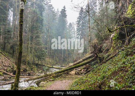 Some fallen trees after a storm over a trail in the forest, Vosges, France. Stock Photo