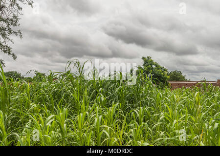 A field of millet on a cloudy and stormy day, Burkina Faso Stock Photo