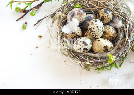 Bird nest with Easter Eggs on white background. Quail easter eggs with spring green leaves and feathers in nest on white table with copy space. Spring Stock Photo