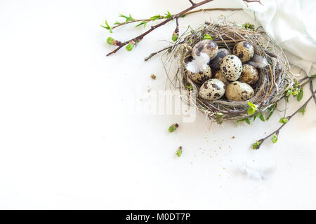 Bird nest with Easter Eggs on white background. Quail easter eggs with spring green leaves and feathers in nest on white table with copy space. Spring Stock Photo
