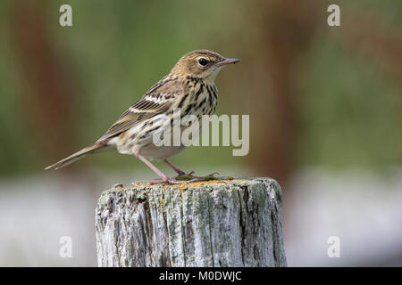 PECHORA PIPIT sitting on a wooden pole in a summer day in the tundra Stock Photo