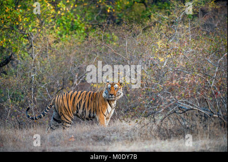 Young Bengal tiger in natural habitat. The Bengal (Indian) tiger Panthera tigris tigris. National park of India Stock Photo