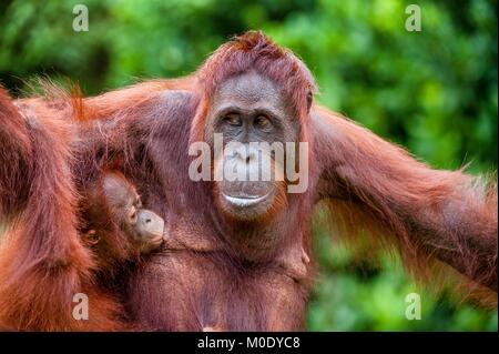 Orangutan giving milk to her baby. Mother orangutan and cub in a natural habitat. Bornean orangutan Stock Photo