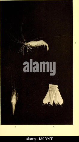 'Marine isopods collected in the Philippines by the U.S. fisheries steamer Albatross in 1907-08' (1910) Stock Photo