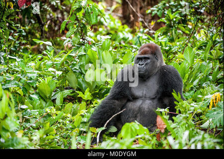 Portrait of a western lowland gorilla (Gorilla gorilla gorilla) close up at a short distance. Silverback - adult male of a gorilla in a native habitat Stock Photo