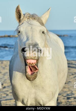 Funny portrait of a laughing horse. Camargue horse yawning, looking like he is laughing. Stock Photo