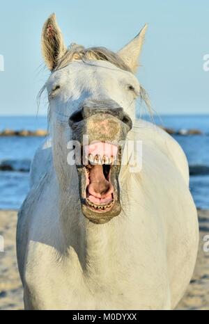 Funny portrait of a laughing horse. Camargue horse yawning, looking like he is laughing. Stock Photo