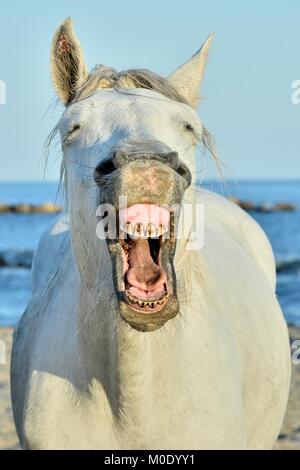 Funny portrait of a laughing horse. Camargue horse yawning, looking like he is laughing. Stock Photo