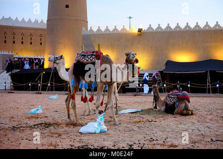 One hump camels in Janadriyah Festival site in RIyadh Stock Photo