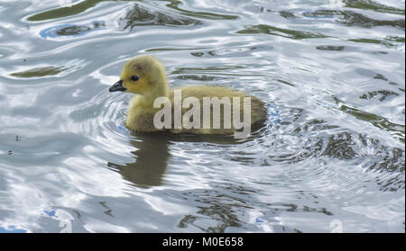 Canadian Goose Goslings Swimming Stock Photo