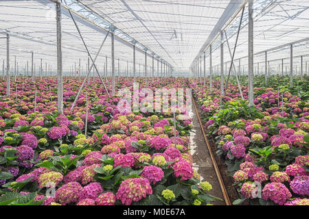 Growing hydrangea in a large greenhouse in the Netherlands Stock Photo