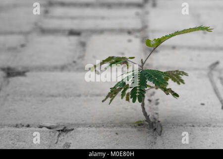 A new tree shoots out from in between concrete bricks on the floor. A display of hardiness and resilience. Stock Photo