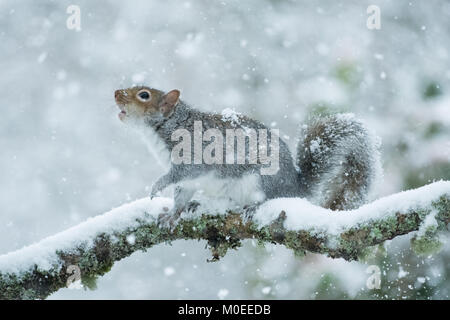 Killearn, Stirlingshire, Scotland, UK - 21 January 2018: UK weather - a grey squirrel looking for food during a heavy snowfall in the Stirlingshire village of Killearn Credit: Kay Roxby/Alamy Live News Stock Photo