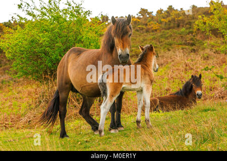 Exmoor Ponies & Foals Stock Photo