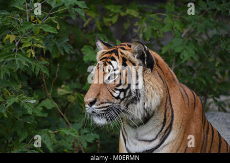 Close up side portrait of Indochinese tiger Stock Photo