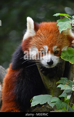 Close up portrait of one cute red panda on green tree, looking at camera, low angle view Stock Photo