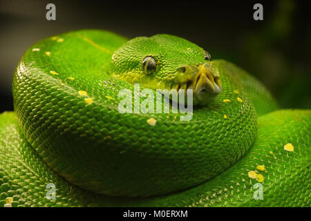 Close up portrait of beautiful Green tree python (Morelia viridis) looking into camera, low angle view Stock Photo